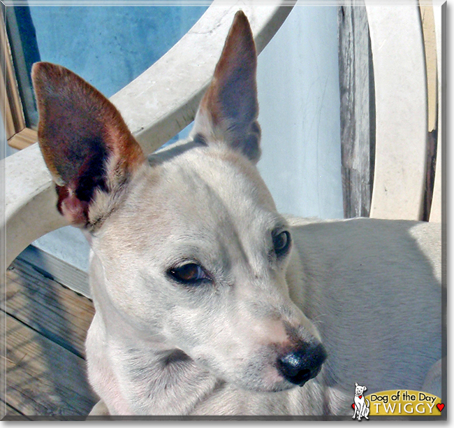 Twiggy the Jack Russell Terrier, the Dog of the Day