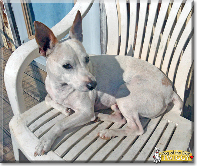 Twiggy the Jack Russell Terrier, the Dog of the Day