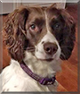 Tilly the English Springer Spaniel