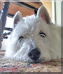 Ben the West Highland Terrier