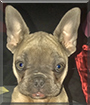 Blu the French Bulldog