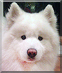 Buddha the Samoyed