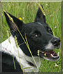 Holly the Border Collie mix