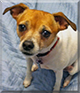 Lucy the Rat Terrier Mix