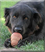 Jack the Flat Coat Retriever mix