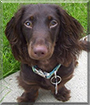 Ianto the Long Haired Dachshund