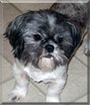 Brogleh the Shih Tzu