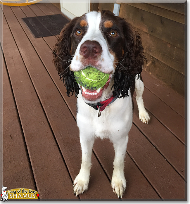 Shamus the English Springer Spaniel, the Dog of the Day