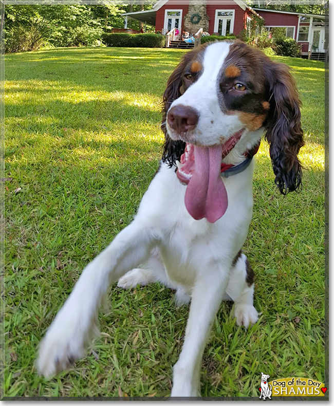 Shamus the English Springer Spaniel, the Dog of the Day