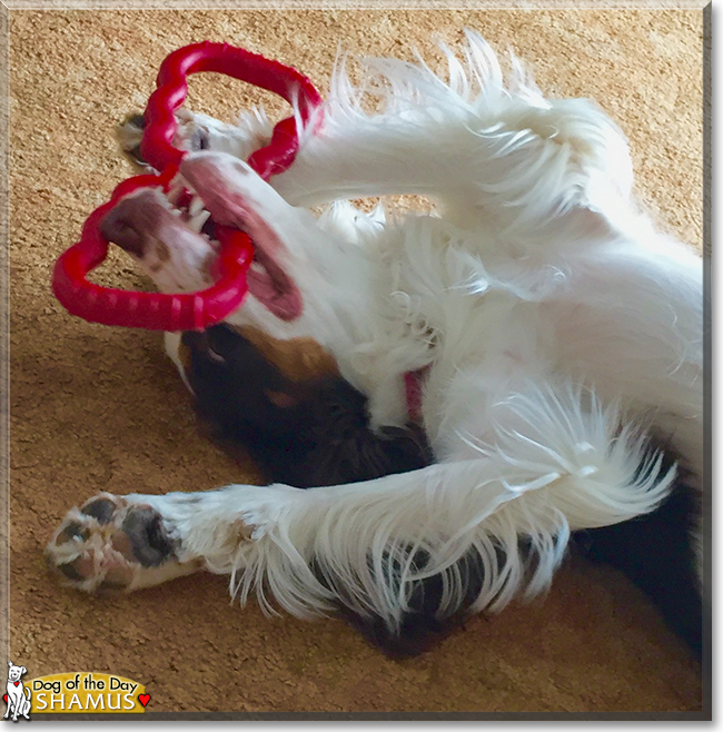 Shamus the English Springer Spaniel, the Dog of the Day