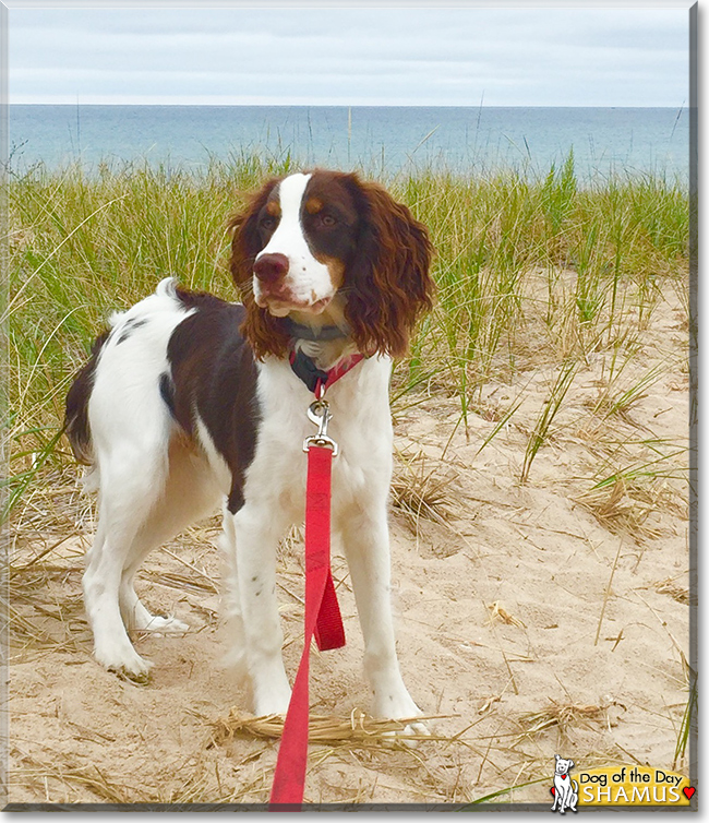 Shamus the English Springer Spaniel, the Dog of the Day