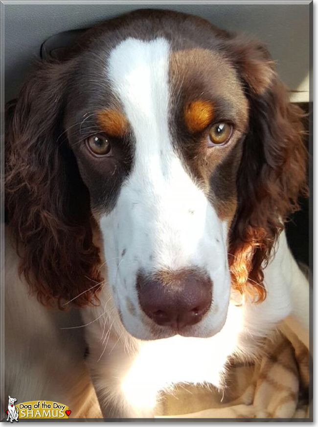 Shamus the English Springer Spaniel, the Dog of the Day