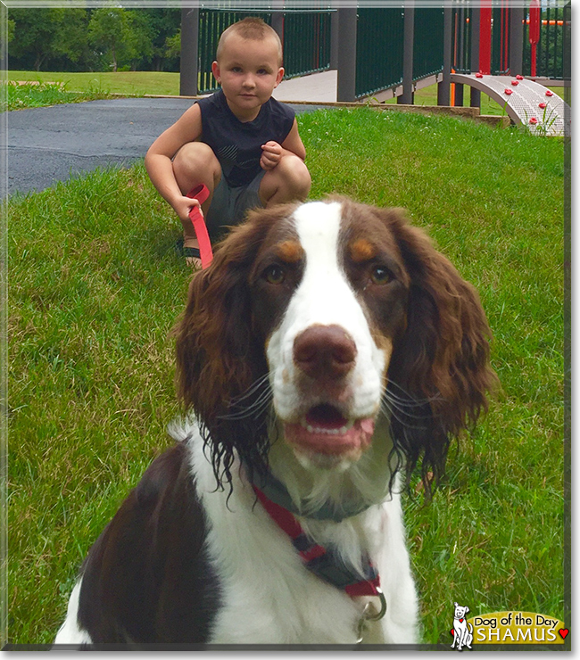 Shamus the English Springer Spaniel, the Dog of the Day