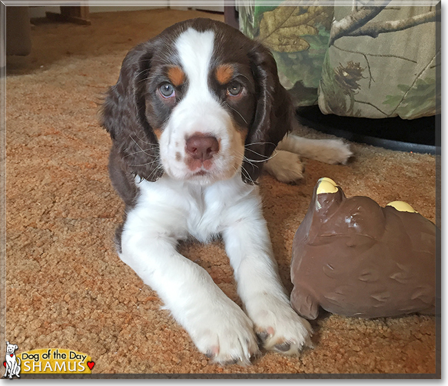 Shamus the English Springer Spaniel, the Dog of the Day