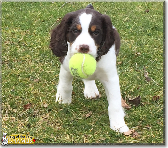 Shamus the English Springer Spaniel, the Dog of the Day