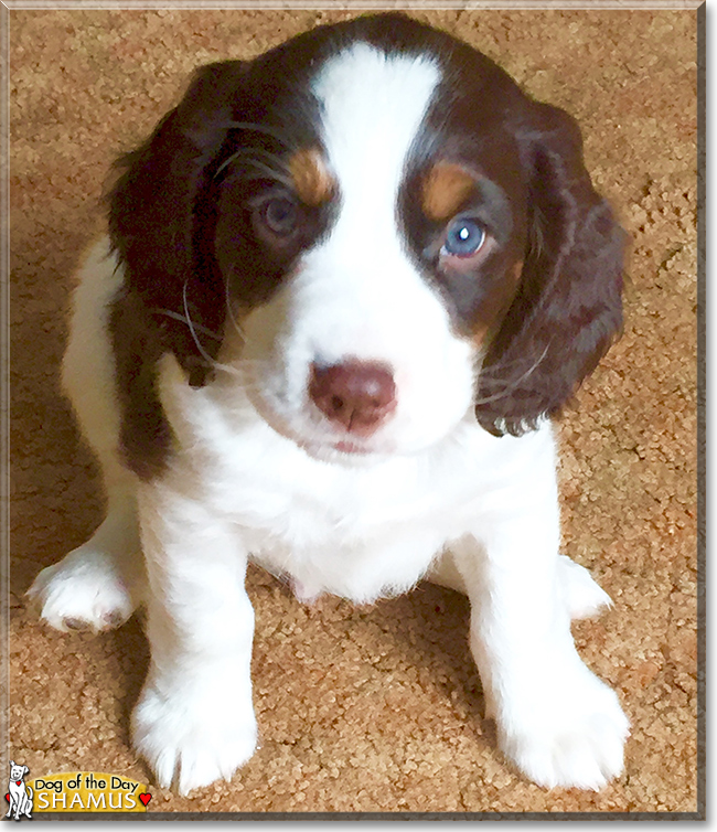 Shamus the English Springer Spaniel, the Dog of the Day