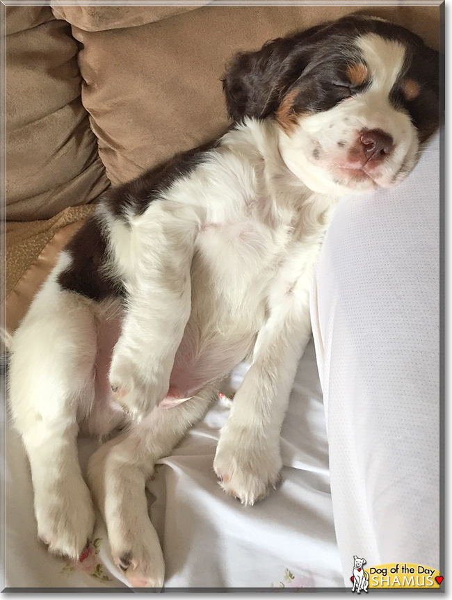 Shamus the English Springer Spaniel, the Dog of the Day