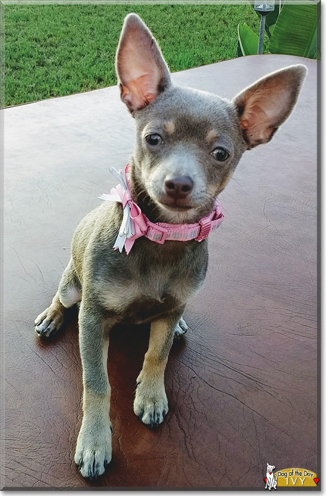 Ivy the Chihuahua, the Dog of the Day