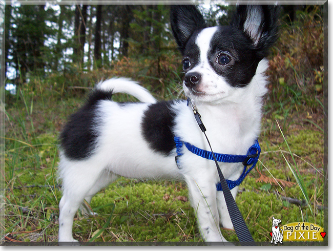 Pixie the Longhair Chihuahua, the Dog of the Day