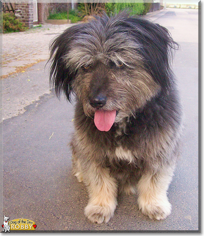 Robby the Dog, the Dog of the Day