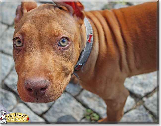 Narcos the Pitbull Terrier, the Dog of the Day