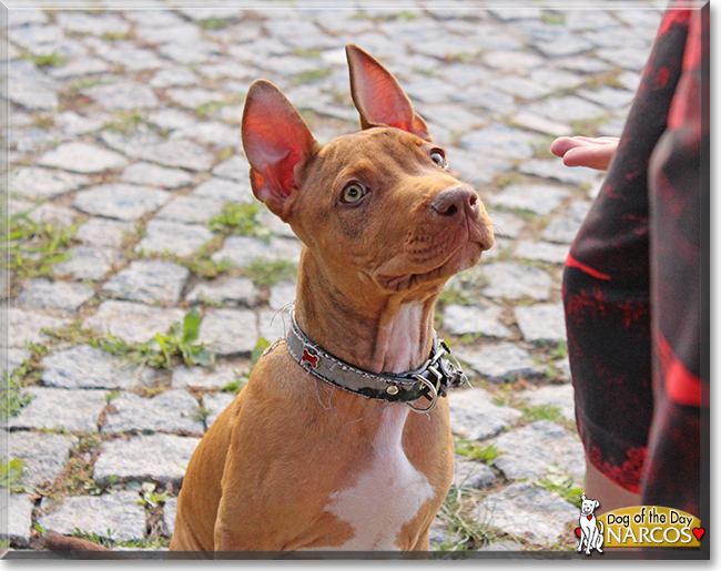 Narcos the Pitbull Terrier, the Dog of the Day