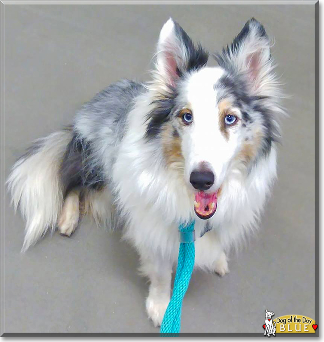 Blue the Shetland Sheepdog, the Dog of the Day