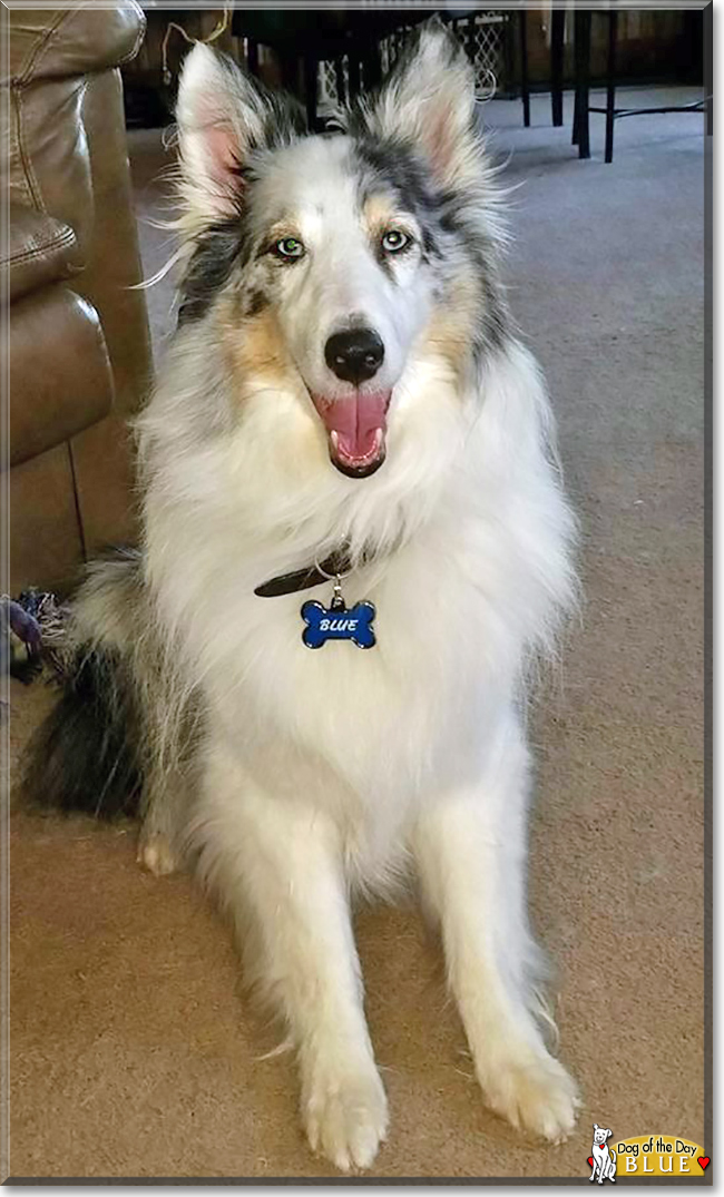 Blue the Shetland Sheepdog, the Dog of the Day