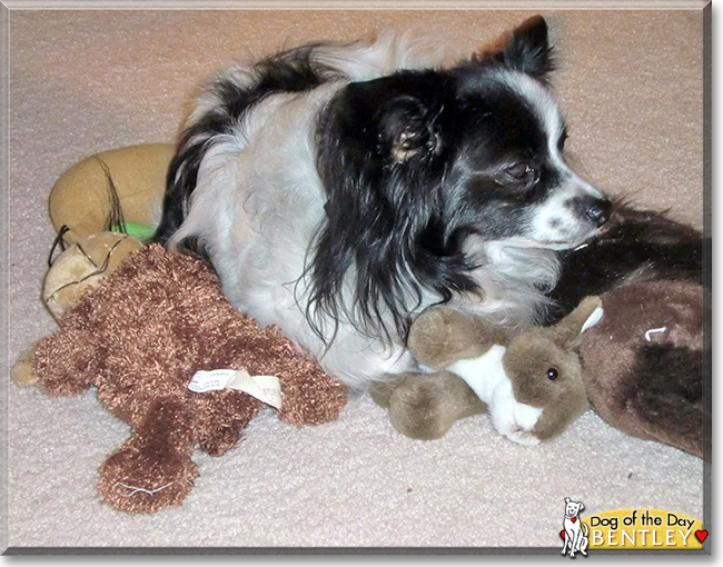 Bentley the Papillon, the Dog of the Day