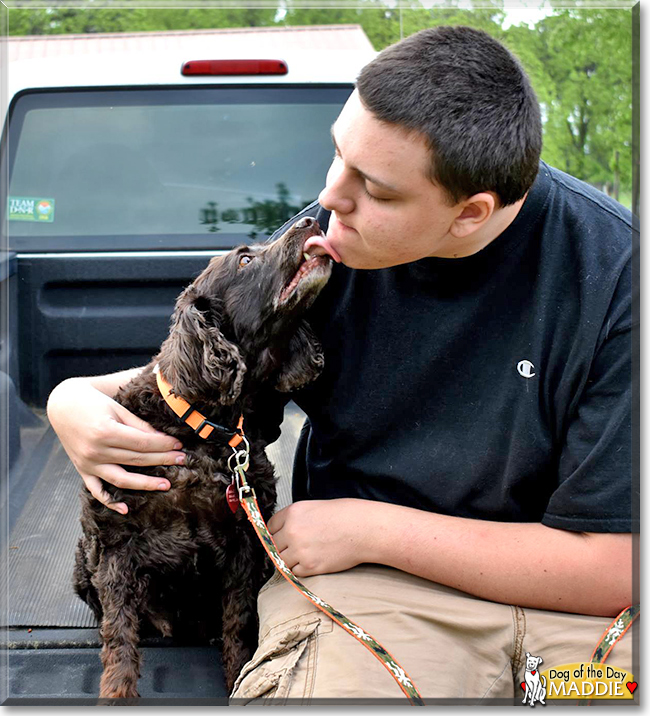 Maddie the Boykin Spaniel, the Dog of the Day