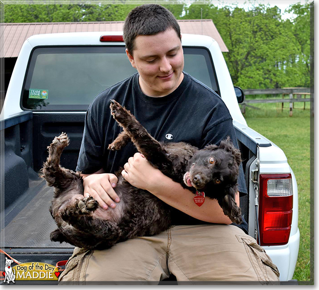 Maddie the Boykin Spaniel, the Dog of the Day