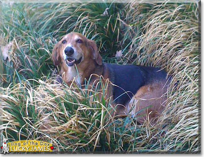 Lucky James the Hound, German Shepherd mix, the Dog of the Day