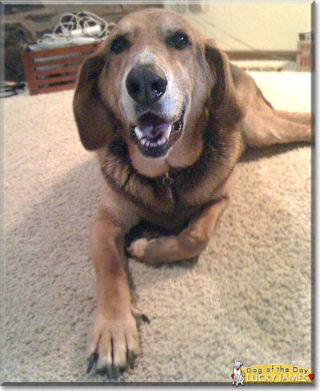 Lucky James the Hound, German Shepherd mix, the Dog of the Day