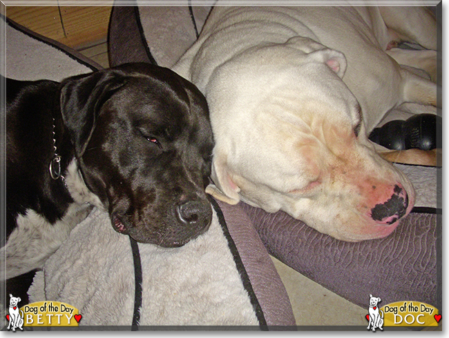 Doc, Betty the Catahoula Bulldogs, the Dog of the Day