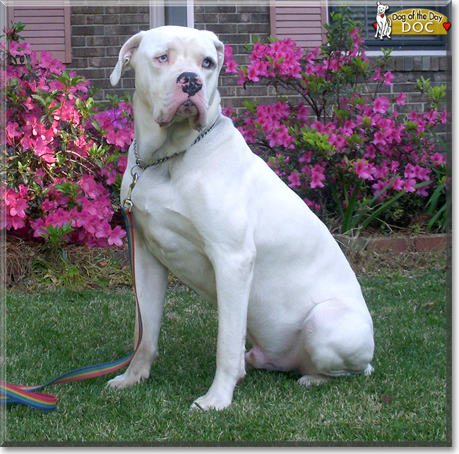 Doc, Betty the Catahoula Bulldogs, the Dog of the Day