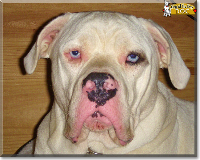 Doc, Betty the Catahoula Bulldogs, the Dog of the Day