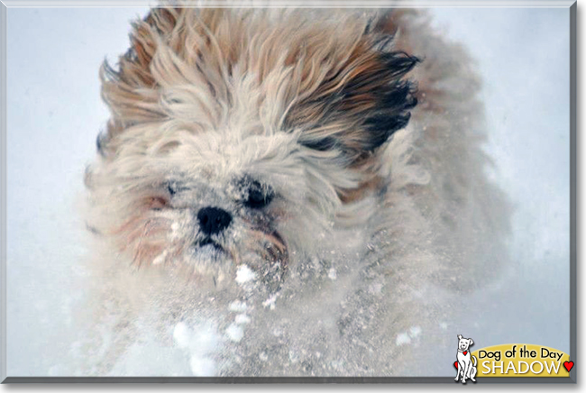 Shadow the Shih Tzu, Lhasa Apso mix, the Dog of the Day