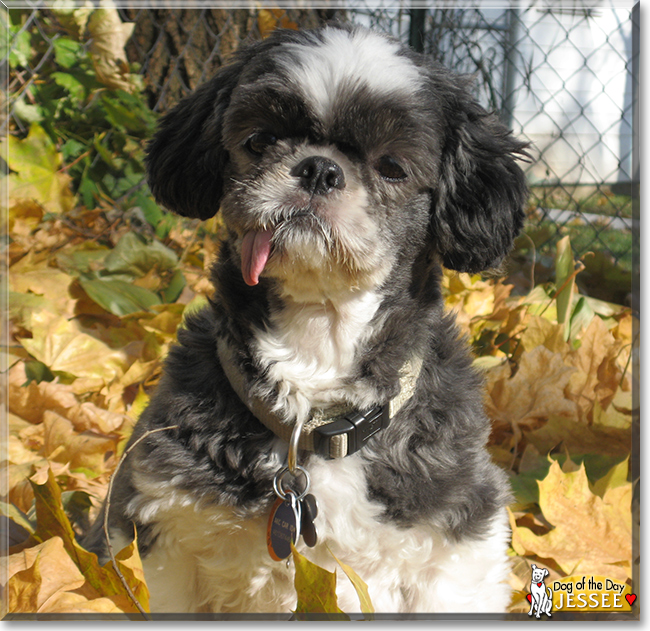 Jessee the Shih Tzu, the Dog of the Day