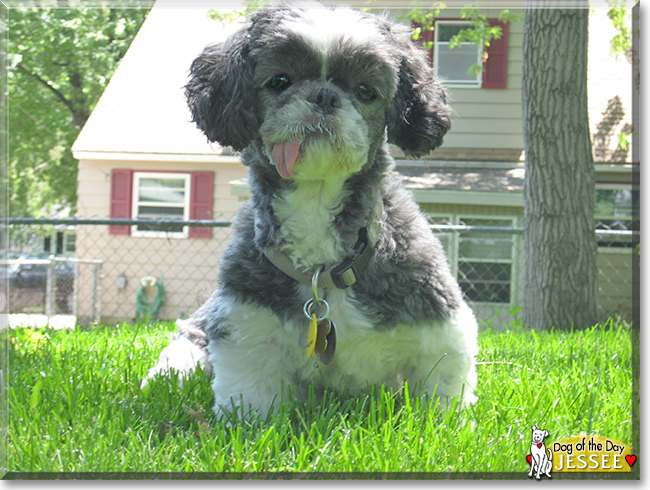 Jessee the Shih Tzu, the Dog of the Day