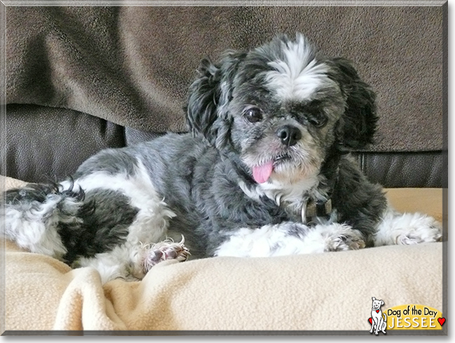 Jessee the Shih Tzu, the Dog of the Day