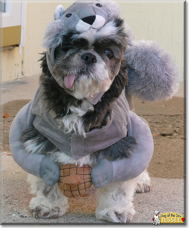 Jessee the Shih Tzu, the Dog of the Day