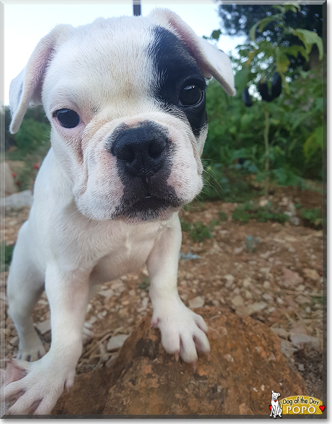 Popò the French Bulldog, the Dog of the Day