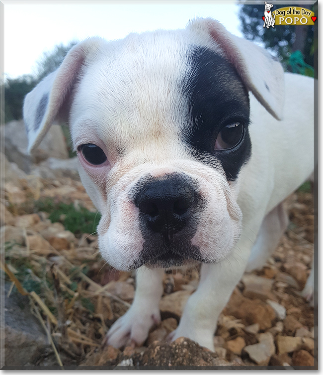 Popò the French Bulldog, the Dog of the Day