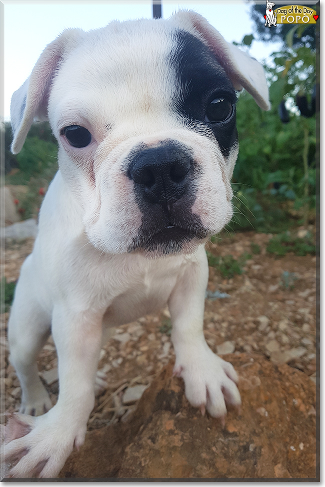 Popò the French Bulldog, the Dog of the Day