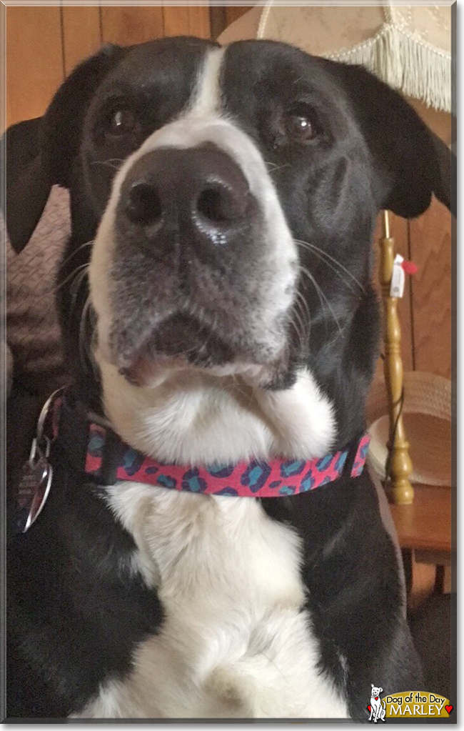 Marley the Pitbull, Labrador mix, the Dog of the Day