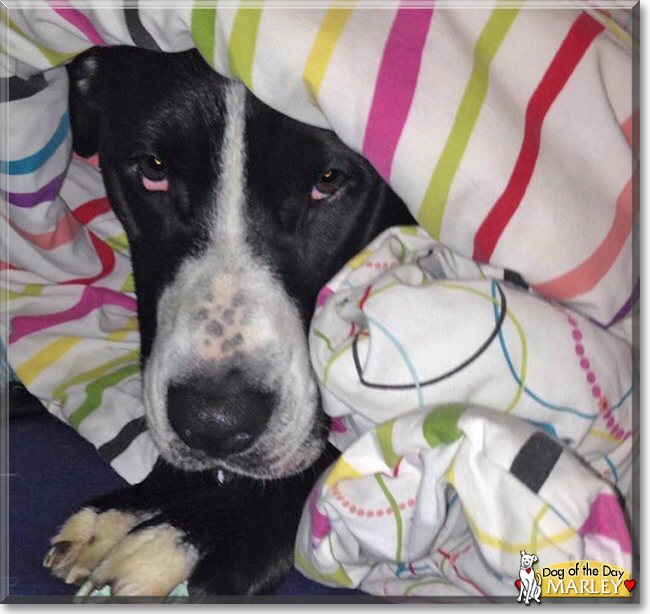 Marley the Pitbull, Labrador mix, the Dog of the Day