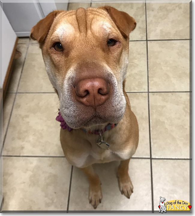 Fancy the Shar-pei, the Dog of the Day