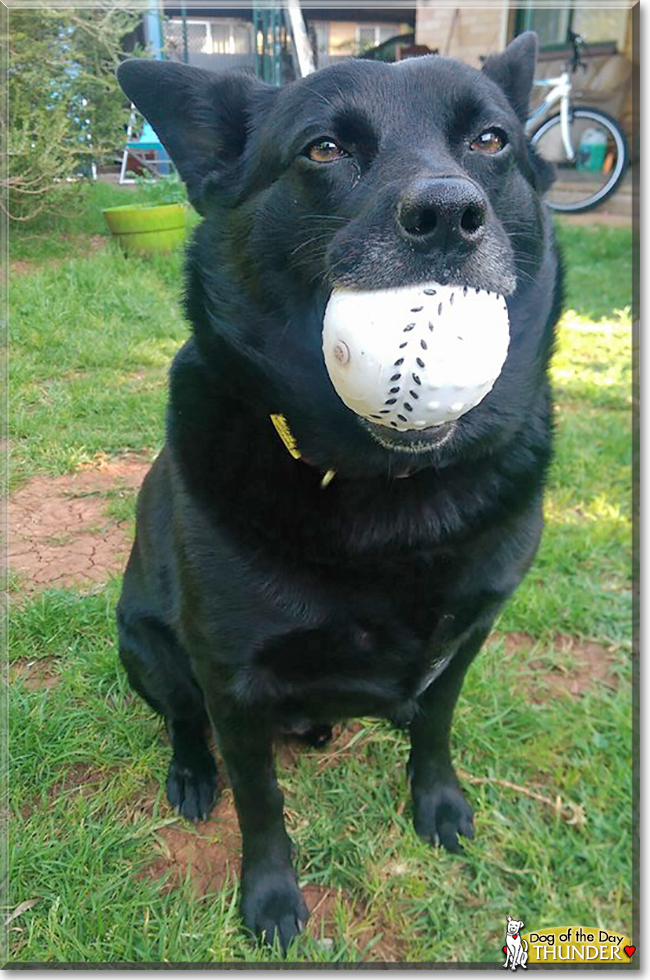 Thunder the Kelpie, the Dog of the Day