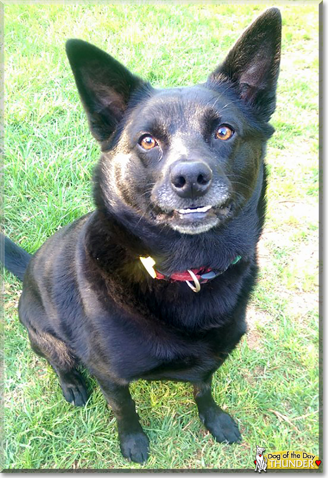 Thunder the Kelpie, the Dog of the Day