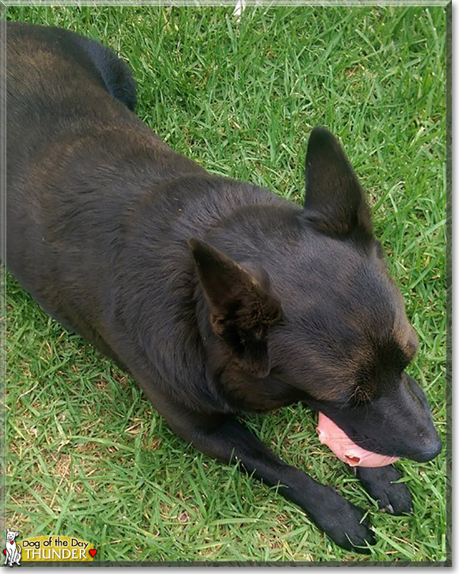 Thunder the Kelpie, the Dog of the Day